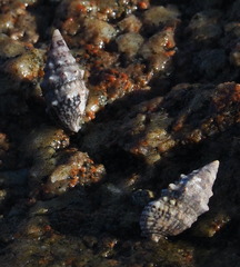 Cerithium vulgatum