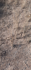 Austrostipa scabra falcata