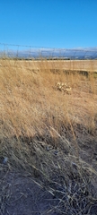 Austrostipa scabra falcata