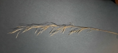 Austrostipa scabra falcata