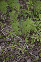Equisetum pratense image