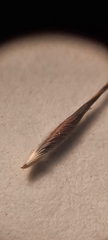 Austrostipa scabra falcata