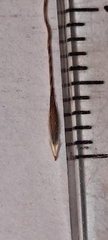 Austrostipa scabra falcata