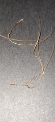 Austrostipa scabra falcata