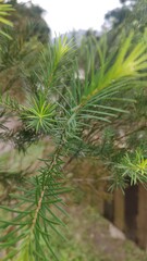 Melaleuca alternifolia