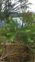 Melaleuca alternifolia