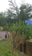 Melaleuca alternifolia