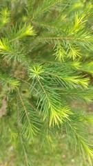 Melaleuca alternifolia