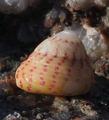 Steromphala divaricata