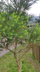 Melaleuca alternifolia