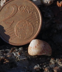 Steromphala divaricata