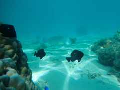 Choerodon schoenleinii