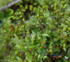 Brachytheciastrum velutinum