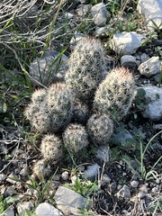 Escobaria emskoetteriana