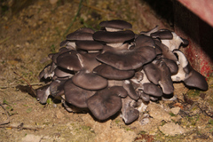 Pleurotus ostreatus