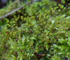 Brachytheciastrum velutinum