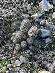 Escobaria emskoetteriana