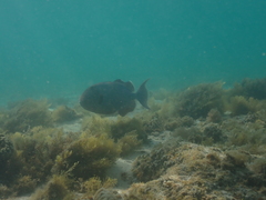 Pseudobalistes fuscus