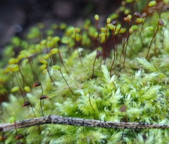 Brachytheciastrum velutinum