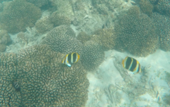 Chaetodon tricinctus