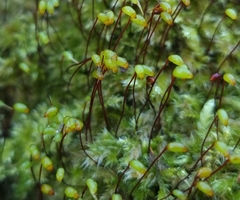 Brachytheciastrum velutinum