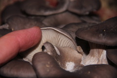 Pleurotus ostreatus