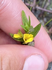 Gratiola aurea