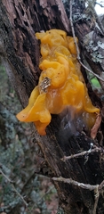 Tremella