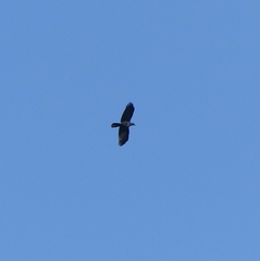 Corvus macrorhynchos