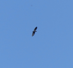 Corvus macrorhynchos