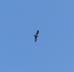 Corvus macrorhynchos