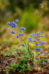 Cynoglossum amabile