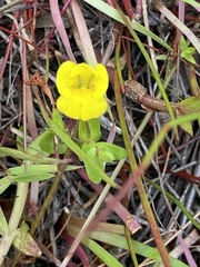 Gratiola aurea