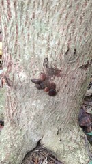 Opisthoplatia orientalis