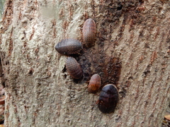 Opisthoplatia orientalis
