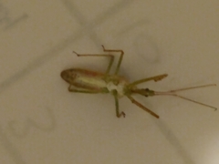 Zelus cervicalis