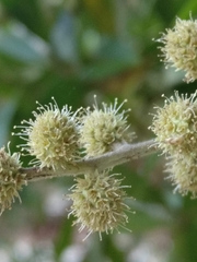 Conocarpus