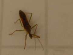 Zelus cervicalis