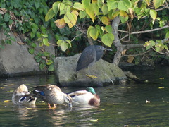 Egretta sacra