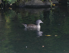 Aix galericulata