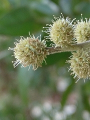 Conocarpus