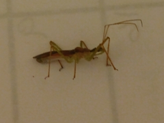 Zelus cervicalis