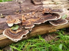 Trametes versicolor