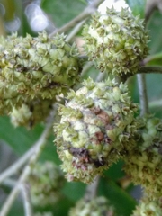 Conocarpus