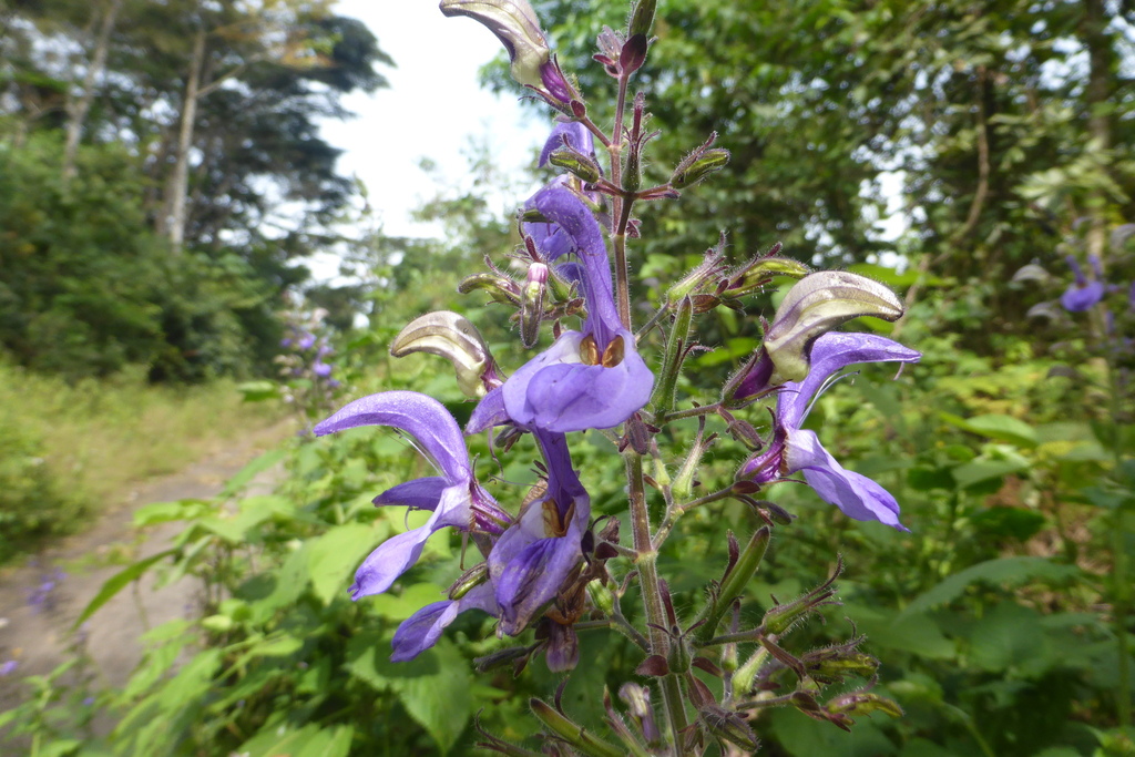 tropical-giant-salvia-from-yarmein-liberia-on-november-18-2022-at-05