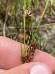 Rhynchospora capitellata