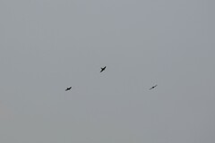 Ptyonoprogne concolor