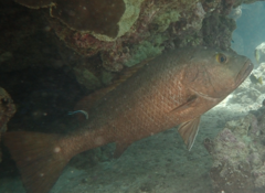 Lutjanus argentimaculatus