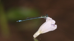 Agriocnemis nana