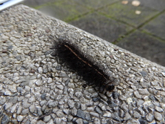 Lasiocampoidea